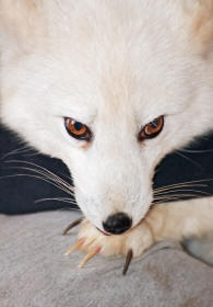 Arctic Fox Revealing Paws